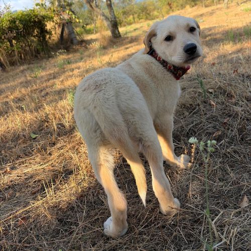 Macela bébé roumaine à l'adoption #5