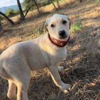 Macela bébé roumaine à l'adoption #4