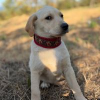 Macela bébé roumaine à l'adoption #6
