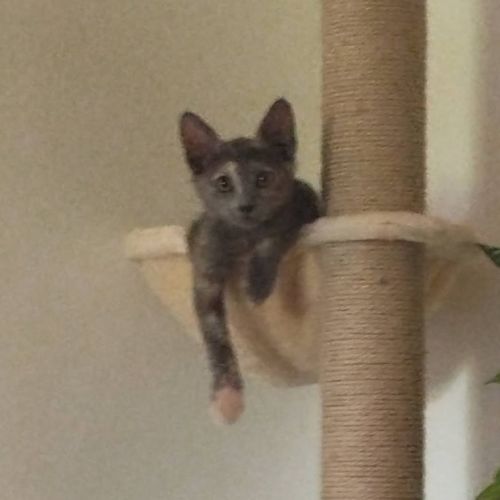 Merveille, adorable chaton à l'adoption #2