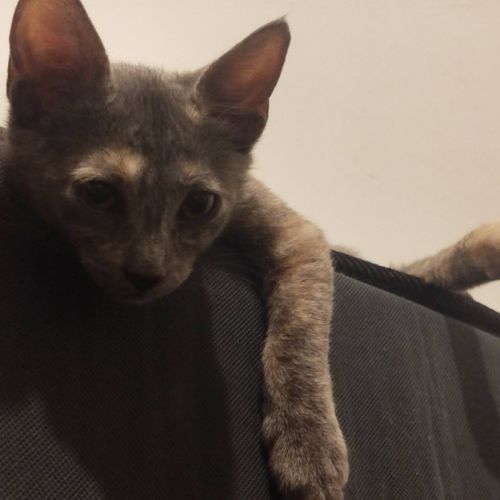 Merveille, adorable chaton à l'adoption #3