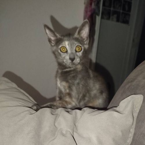 Merveille, adorable chaton à l'adoption #7