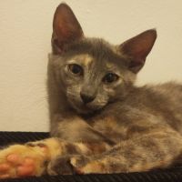 Merveille, adorable chaton à l'adoption #1