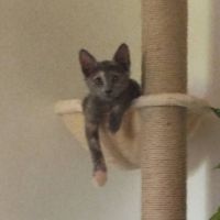 Merveille, adorable chaton à l'adoption #2