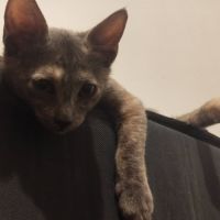 Merveille, adorable chaton à l'adoption #3