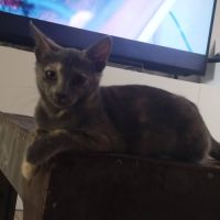 Merveille, adorable chaton à l'adoption #4