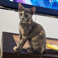 Merveille, adorable chaton à l'adoption