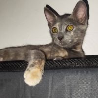 Merveille, adorable chaton à l'adoption #6