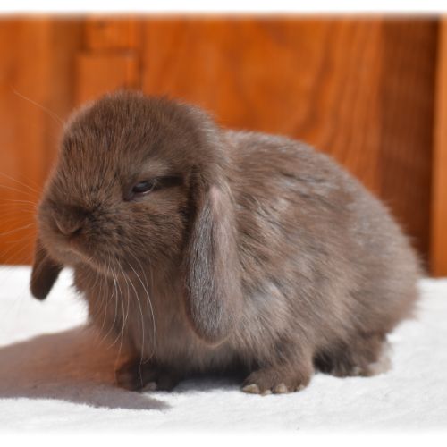 Lapins nains béliers #0