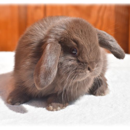 Lapins nains béliers #2