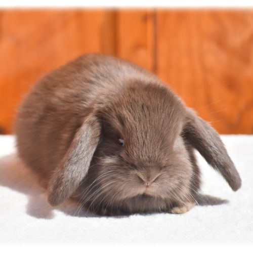 Lapins nains béliers #3