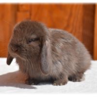 Lapins nains béliers