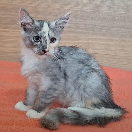 Chaton femelle maine coon loof #0
