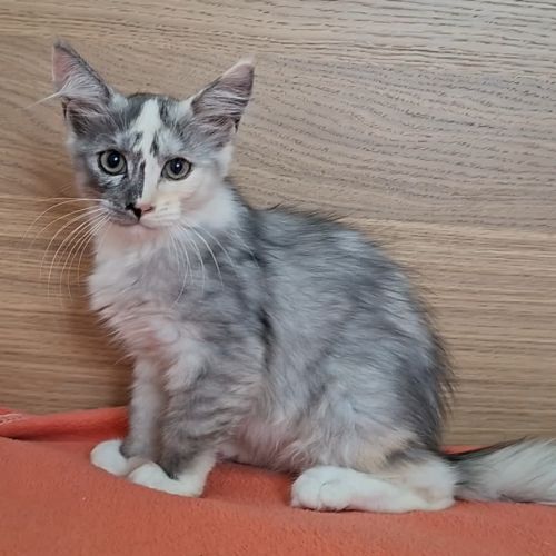 Chaton femelle maine coon loof #2