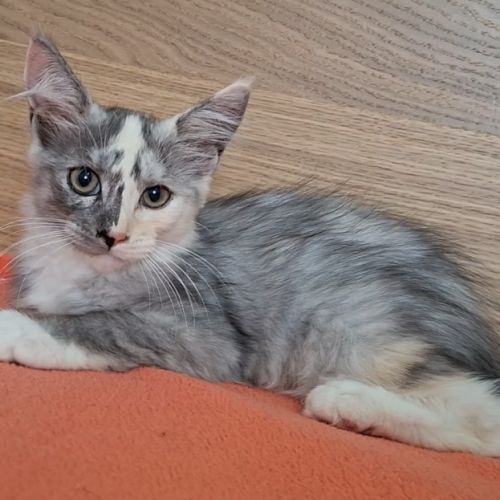 Chaton femelle maine coon loof #3