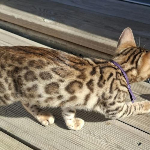 Chatons bengal loof