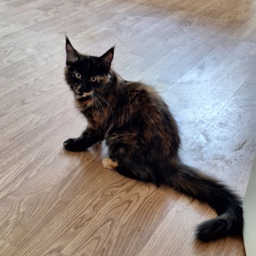 Magnifique femelle maine coon tortie #1