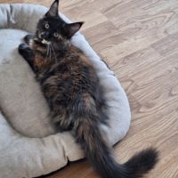 Magnifique femelle maine coon tortie