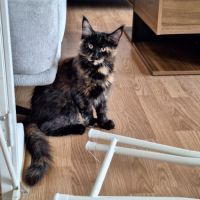 Magnifique femelle maine coon tortie #3