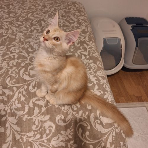 Magnifique mâle roux maine coon #1