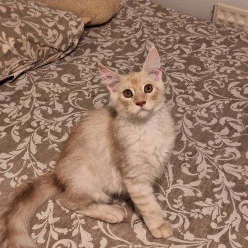 Magnifique mâle roux maine coon #0
