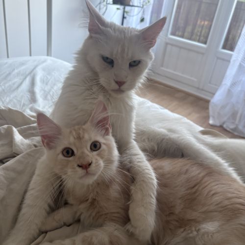 Magnifique mâle roux maine coon #3