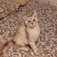 Magnifique mâle roux maine coon