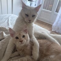 Magnifique mâle roux maine coon #3