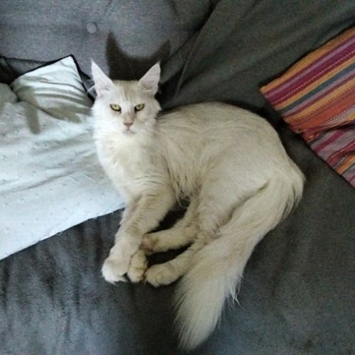 Splendide femelle maine coon #0