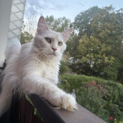 Splendide femelle maine coon #2
