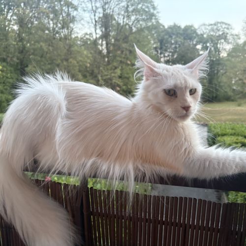 Splendide femelle maine coon #3