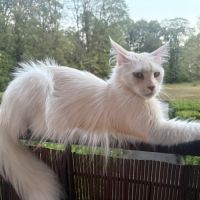 Splendide femelle maine coon #3