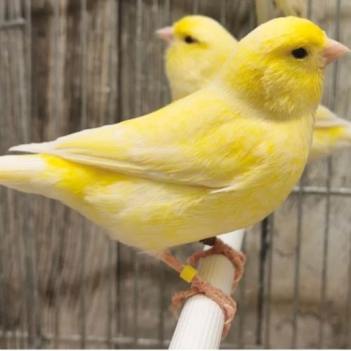 Canaris 2026
