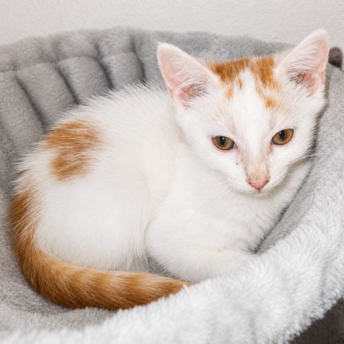 Blanko, petit chat joueur #2