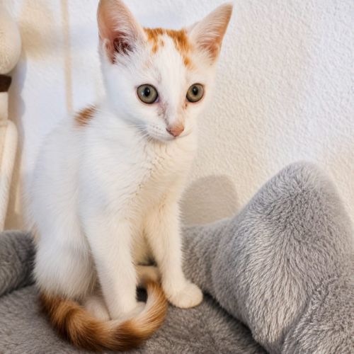 Blanko, petit chat joueur #3