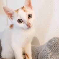 Blanko, petit chat joueur