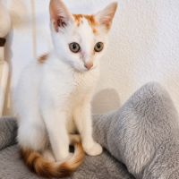 Blanko, petit chat joueur #3