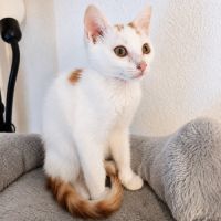 Blanko, petit chat joueur #4