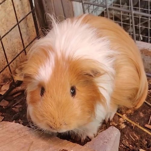 Terah - cochon d'inde mâle