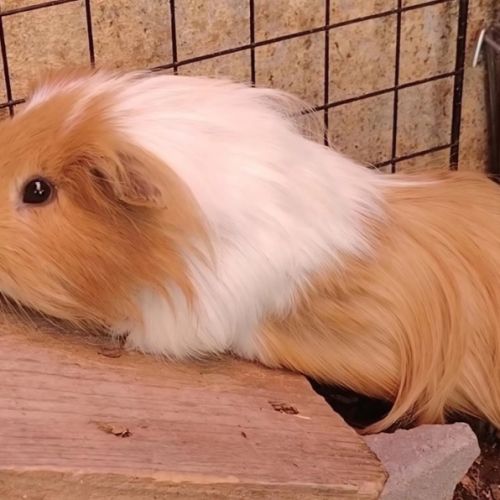 Terah - cochon d'inde mâle #3