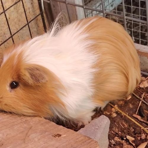 Terah - cochon d'inde mâle #4
