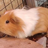 Terah - cochon d'inde mâle #1