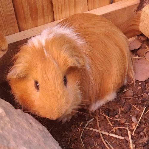Saba - cochon d'inde mâle
