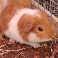 Elf - cochon d'inde mâle #2