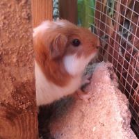 Elf - cochon d'inde mâle #4
