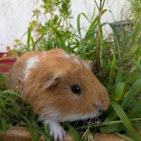 Dos - cochon d'inde mâle #1