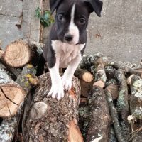 1 chiot américain staff mâle  lof
