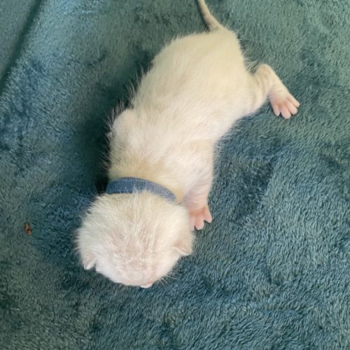 Chatons bengal snow lynx loof #2