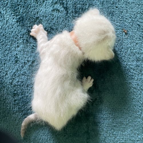 Chatons bengal snow lynx loof #3