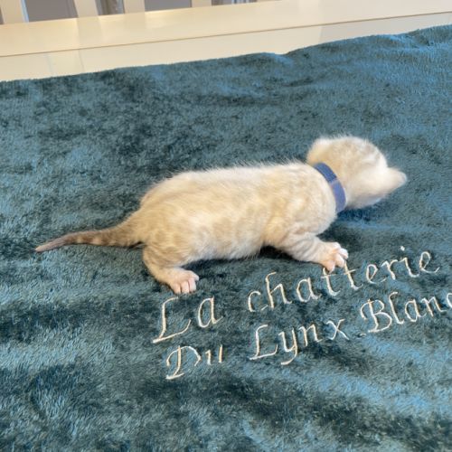 Chatons bengal snow lynx loof #4